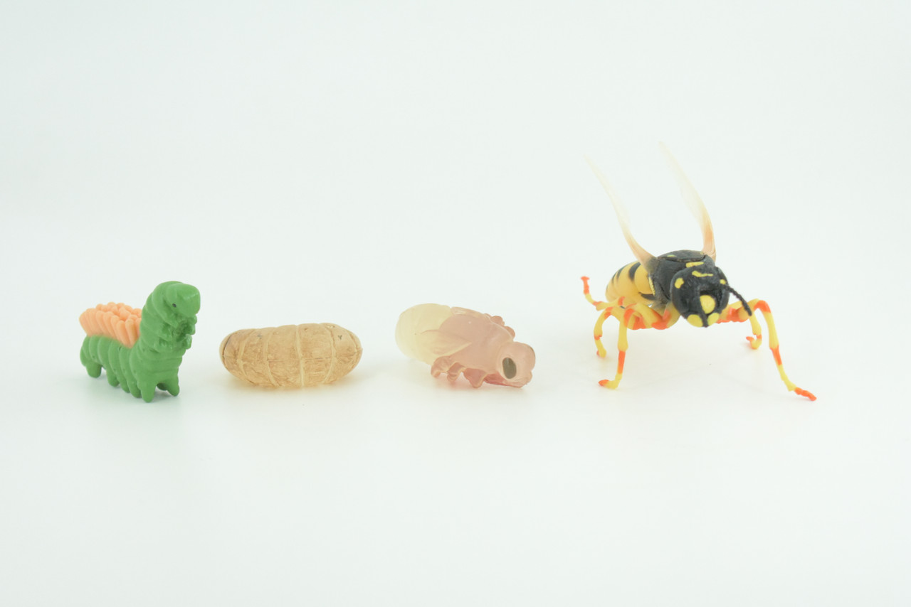 Hornet, Wasp, Life Cycle, 4 Piece Set, Hand Painted, Educational, High Quality Rubber Insect, Realistic, Diorama, Figure, Toys, Kids, Gift,  3  Inches.   CH995 BB215