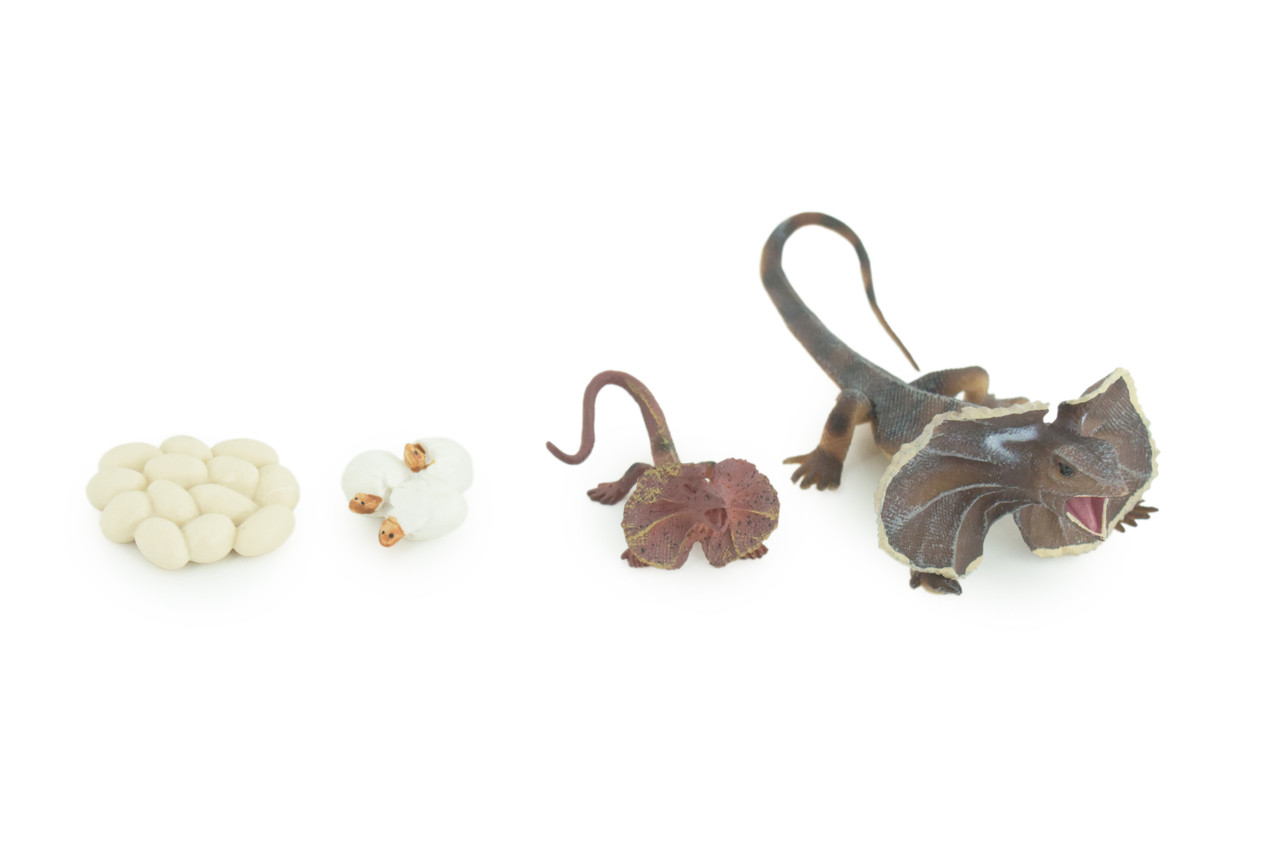 Frilled Lizard Life Cycle, 4 Piece Set, Hand Painted, Educational, High Quality Rubber Reptile, Realistic Lizard, Diorama, Figure, Toys, Kids, Gift, 6 Inches. CH997 BB215