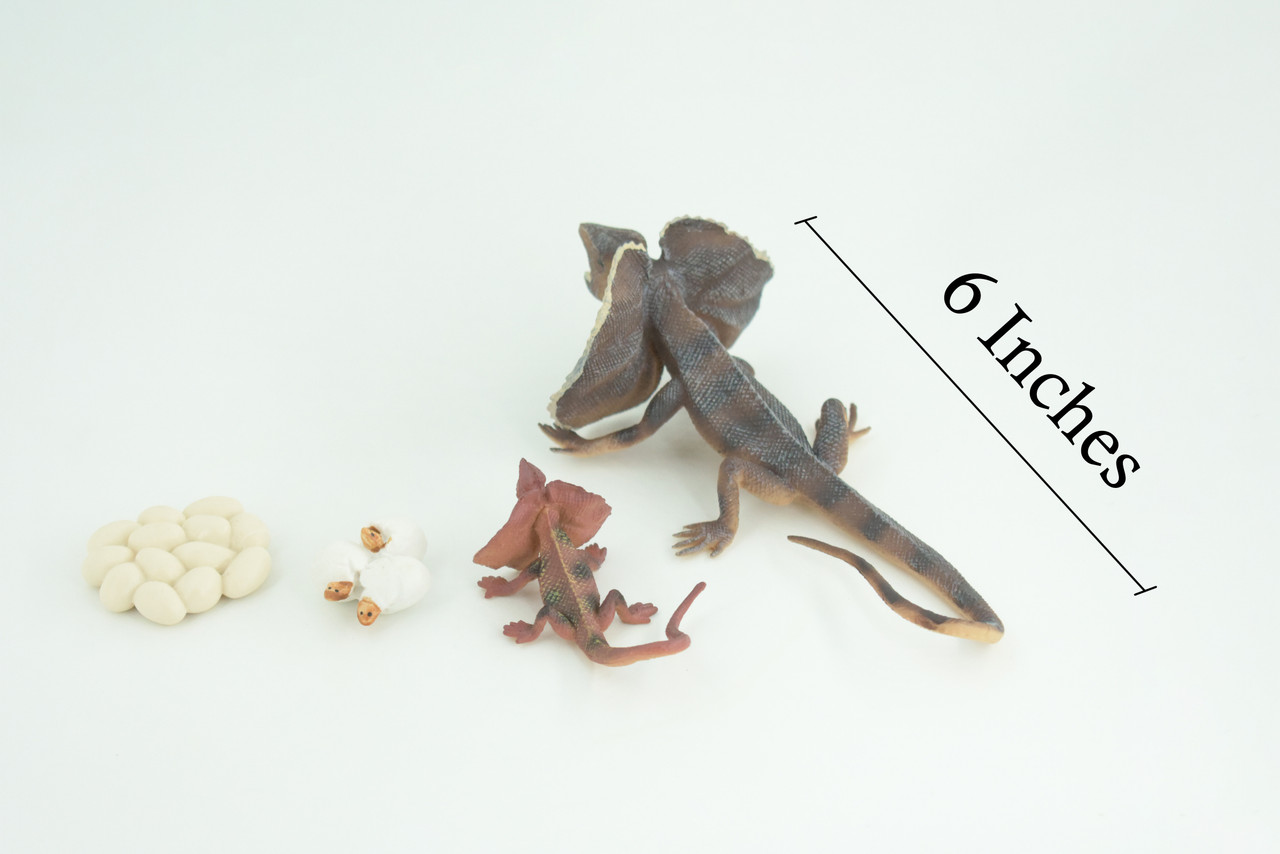 Frilled Lizard Life Cycle, 4 Piece Set, Hand Painted, Educational, High Quality Rubber Reptile, Realistic Lizard, Diorama, Figure, Toys, Kids, Gift, 6 Inches. CH997 BB215