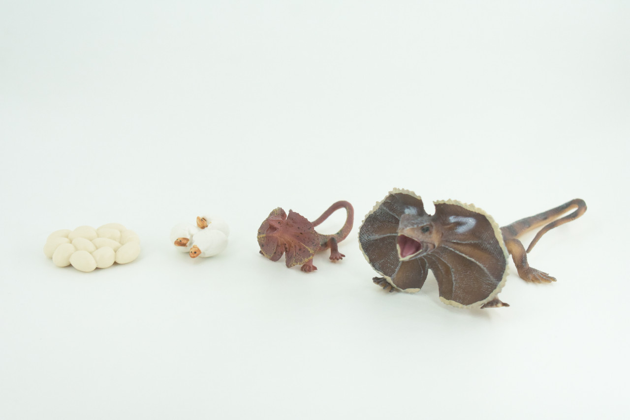 Frilled Lizard Life Cycle, 4 Piece Set, Hand Painted, Educational, High Quality Rubber Reptile, Realistic Lizard, Diorama, Figure, Toys, Kids, Gift,  6  Inches.   CH997 BB215