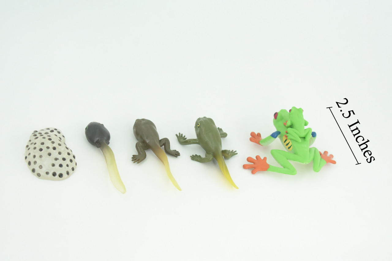 Red Eye Frog Life Cycle, 5 Piece Set, Hand Painted, Educational, High Quality Rubber Amphibian, Realistic Frog, Diorama, Figure, Toys, Kids, Gift, 2 1/2 Inches. CH998 BB215