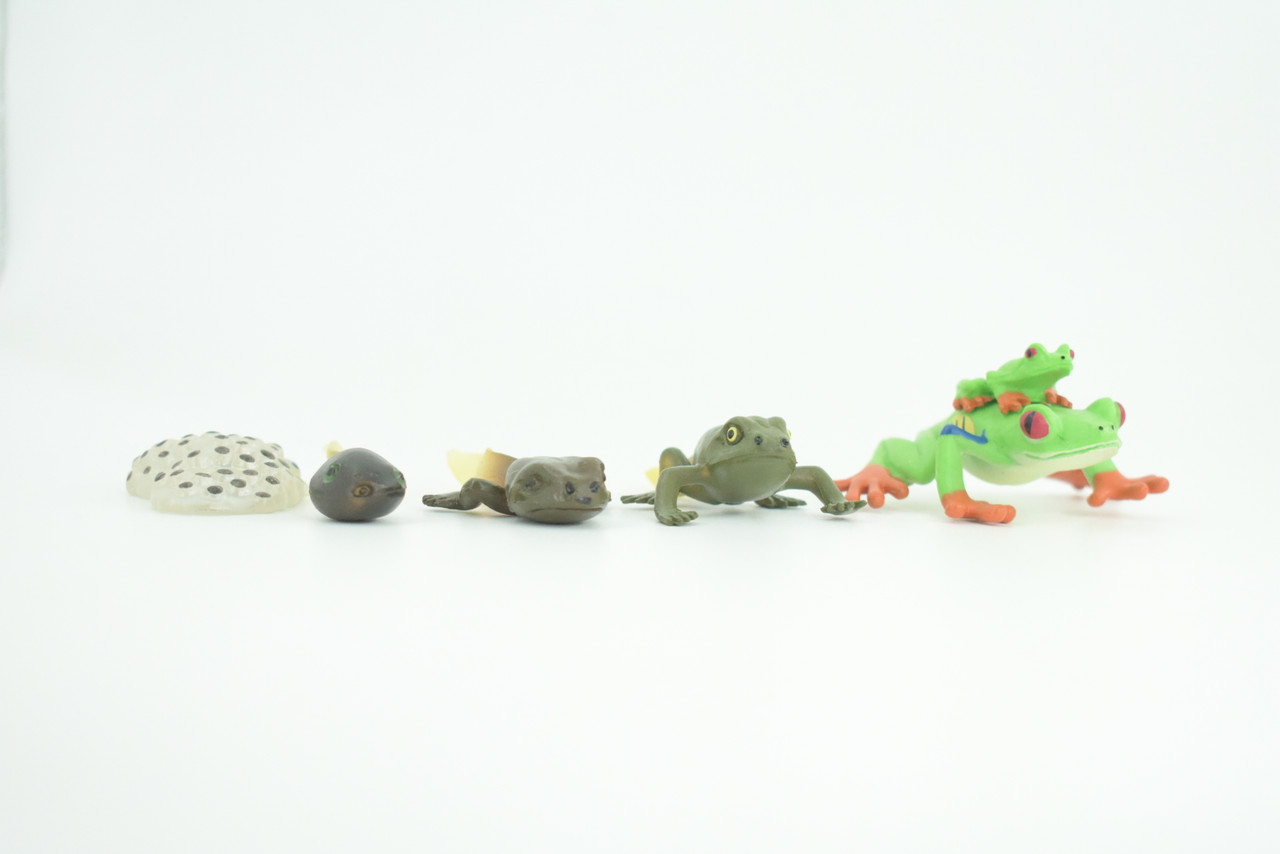 Red Eye Frog Life Cycle, 5 Piece Set, Hand Painted, Educational, High Quality Rubber Amphibian, Realistic Frog, Diorama, Figure, Toys, Kids, Gift,  2 1/2  Inches. CH998 BB215