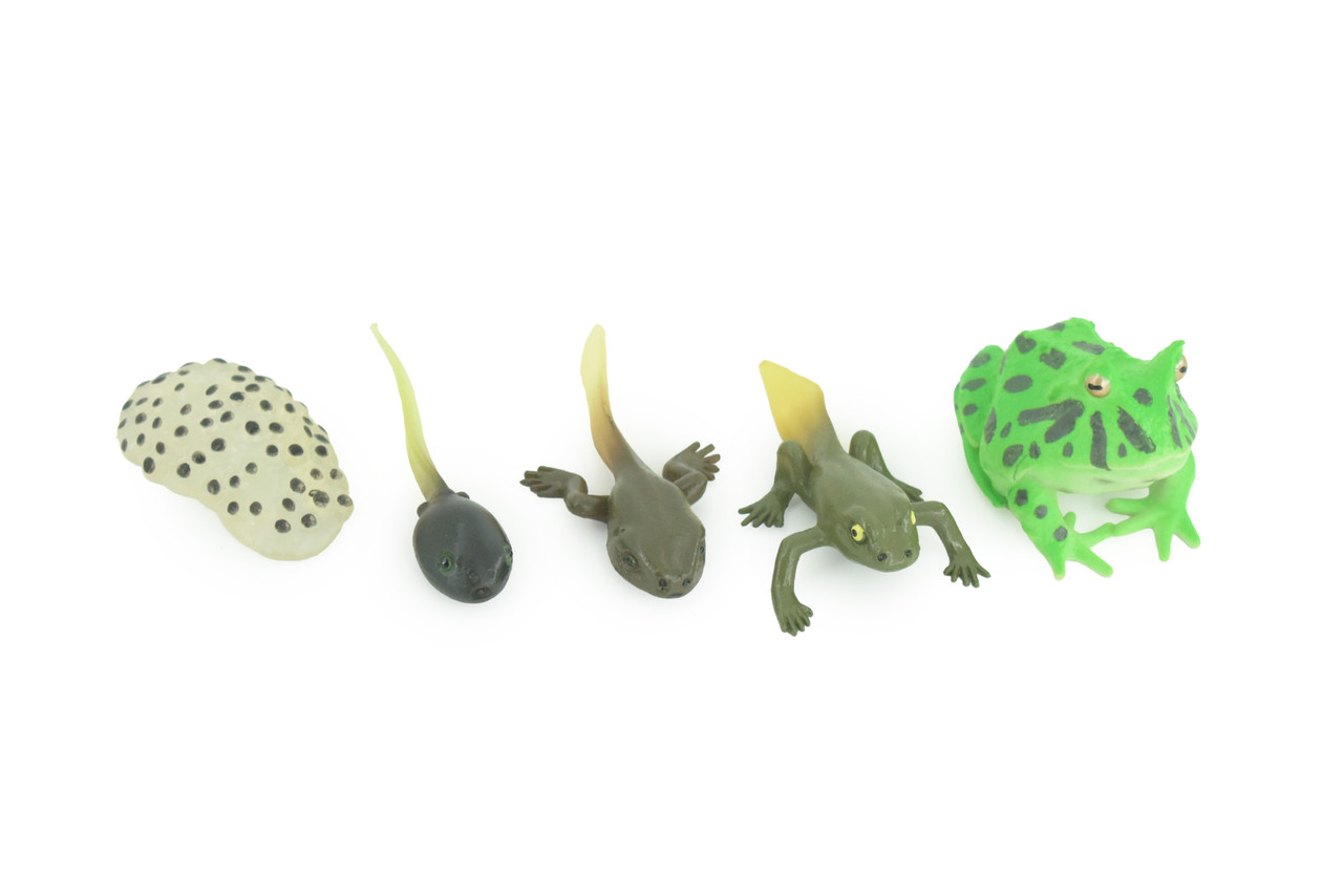 Horned Frog Life Cycle, 5 Piece Set, Hand Painted, Educational, High Quality Rubber Amphibian, Realistic Frog, Diorama, Figure, Toys, Kids, Gift, 2 Inches. CH999 BB215