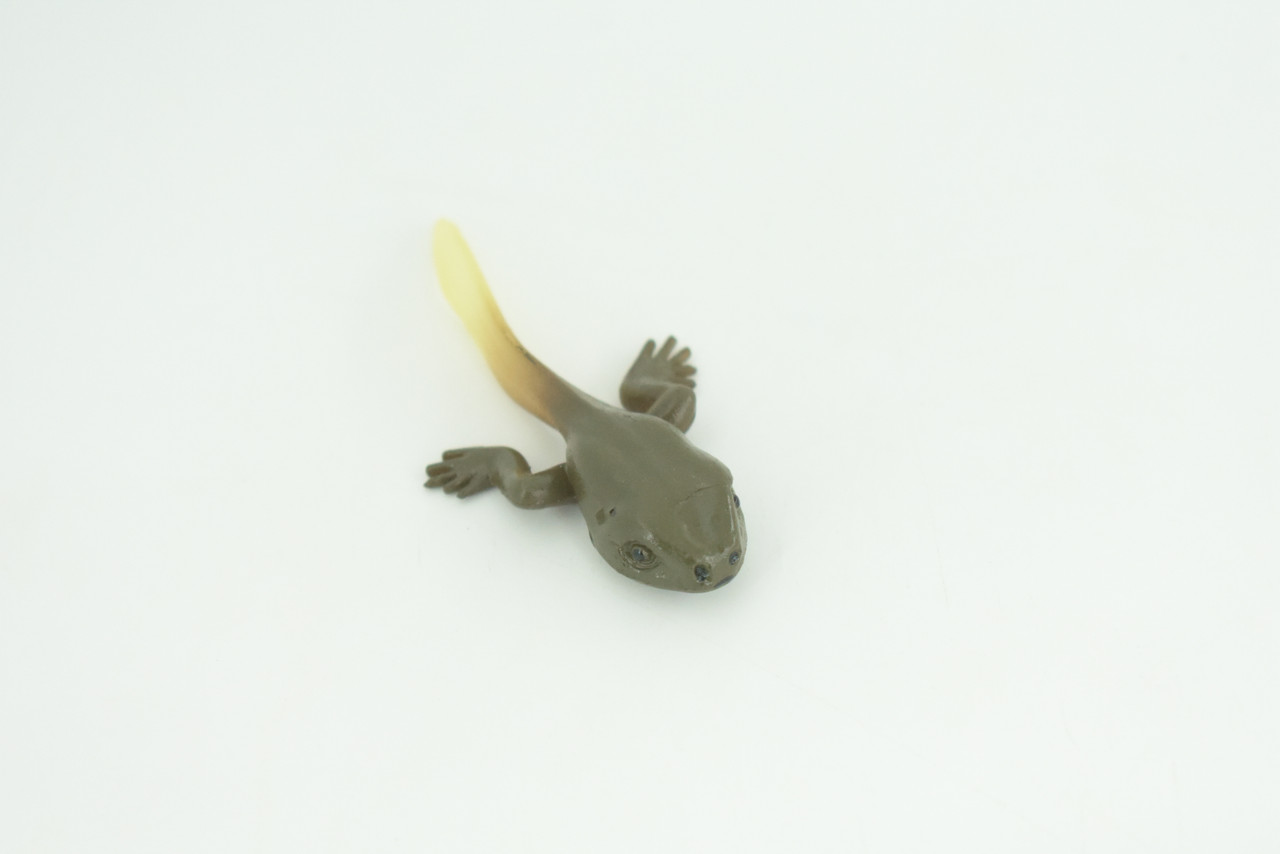 Horned Frog Life Cycle, 5 Piece Set, Hand Painted, Educational, High Quality Rubber Amphibian, Realistic Frog, Diorama, Figure, Toys, Kids, Gift,  2  Inches. CH999 BB215