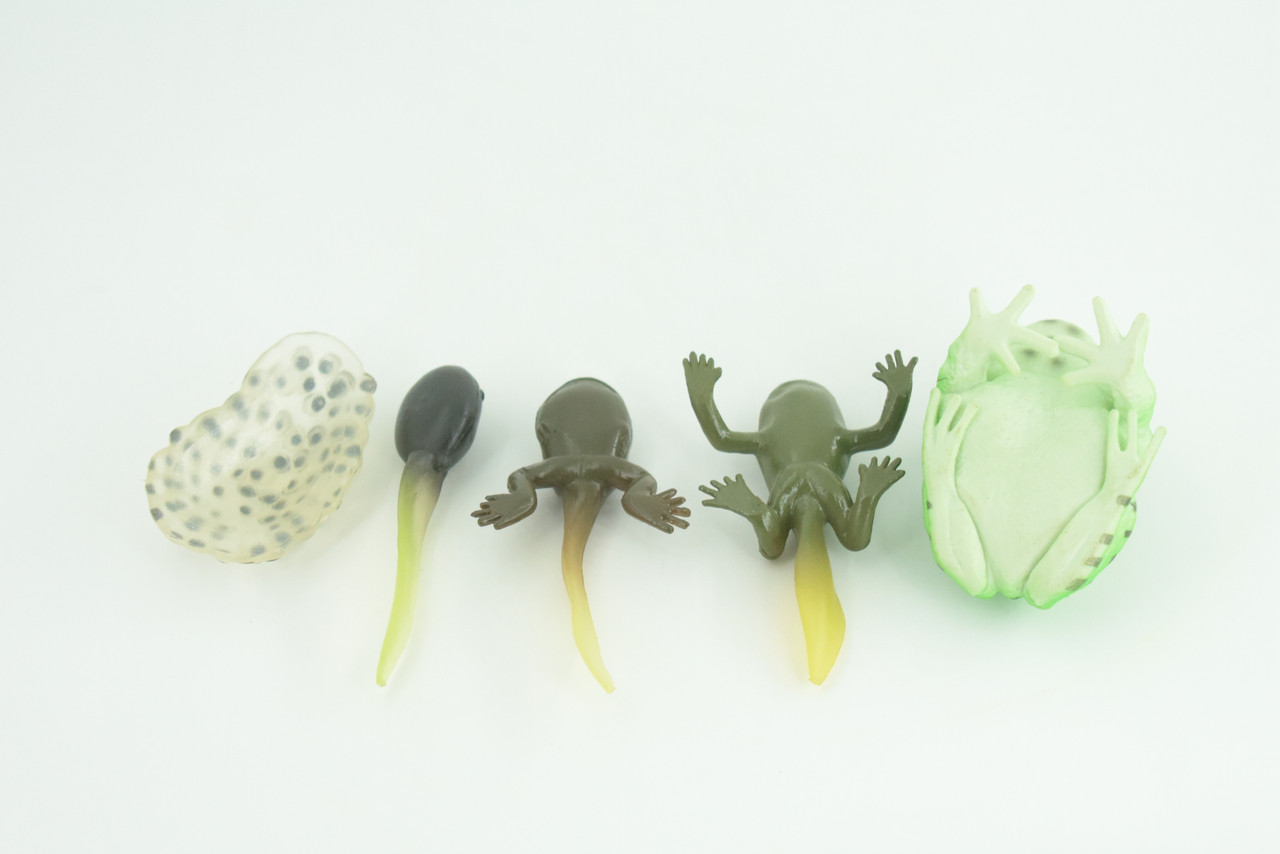 Horned Frog Life Cycle, 5 Piece Set, Hand Painted, Educational, High Quality Rubber Amphibian, Realistic Frog, Diorama, Figure, Toys, Kids, Gift,  2  Inches. CH999 BB215