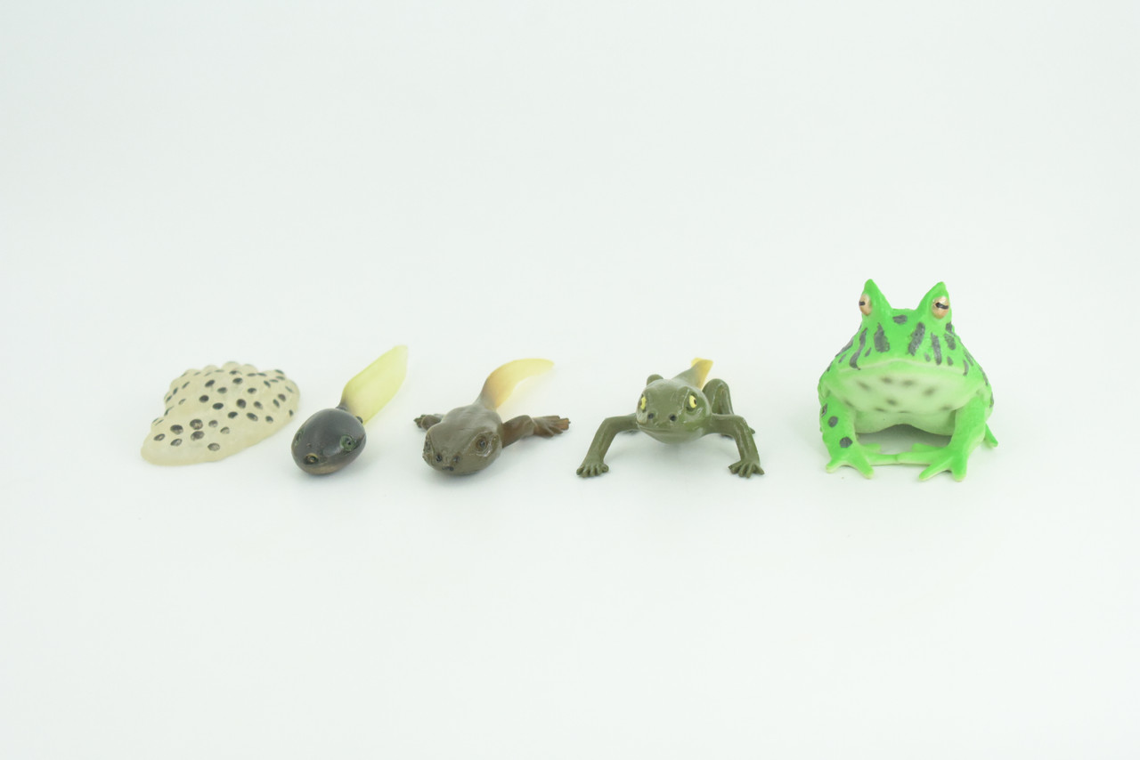 Horned Frog Life Cycle, 5 Piece Set, Hand Painted, Educational, High Quality Rubber Amphibian, Realistic Frog, Diorama, Figure, Toys, Kids, Gift,  2  Inches. CH999 BB215