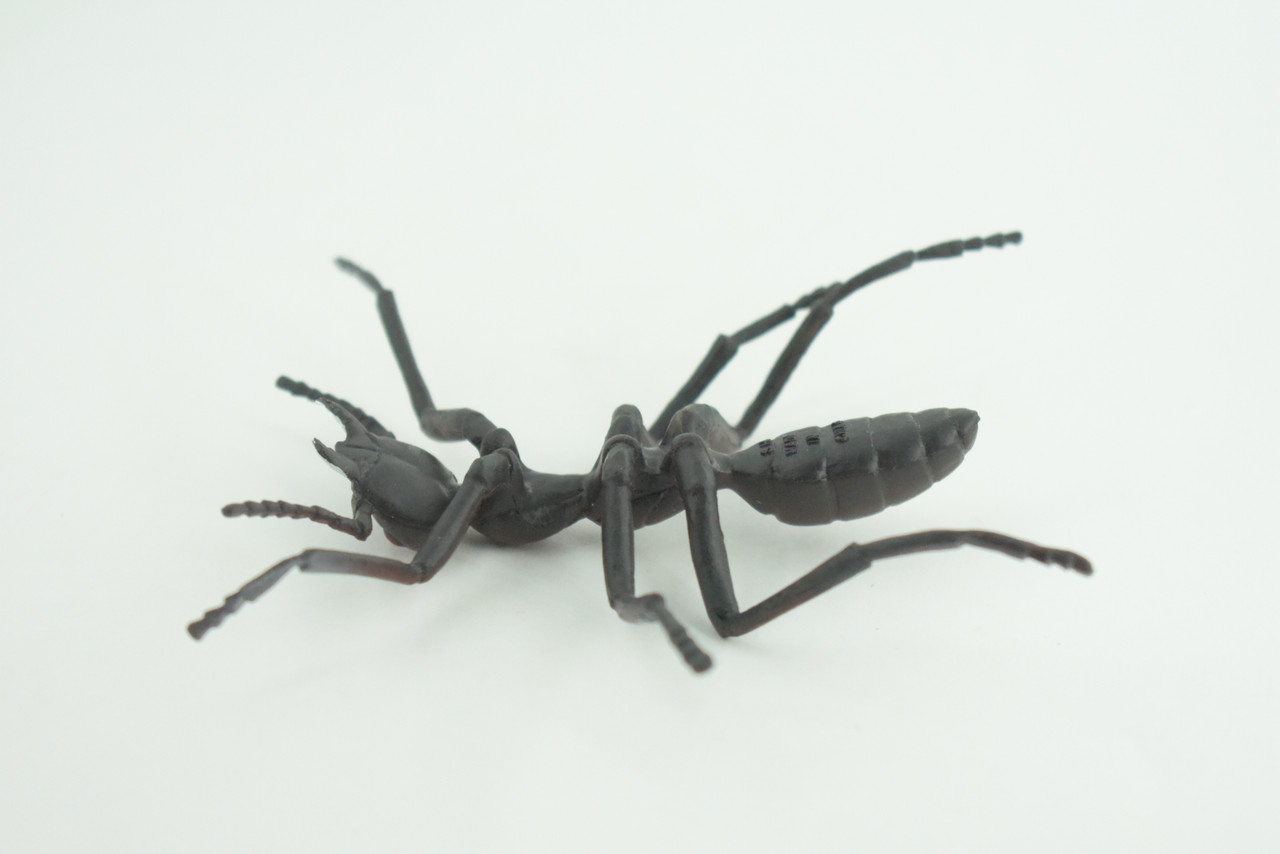 Ant, Carpenter Ant, Rubber Insect, High Quality, Hand Painted,  Realistic, Figure, Diorama Model, Replica, Toy, Kids, Educational, Gift,       3 1/2 Inches    CWG215 B37