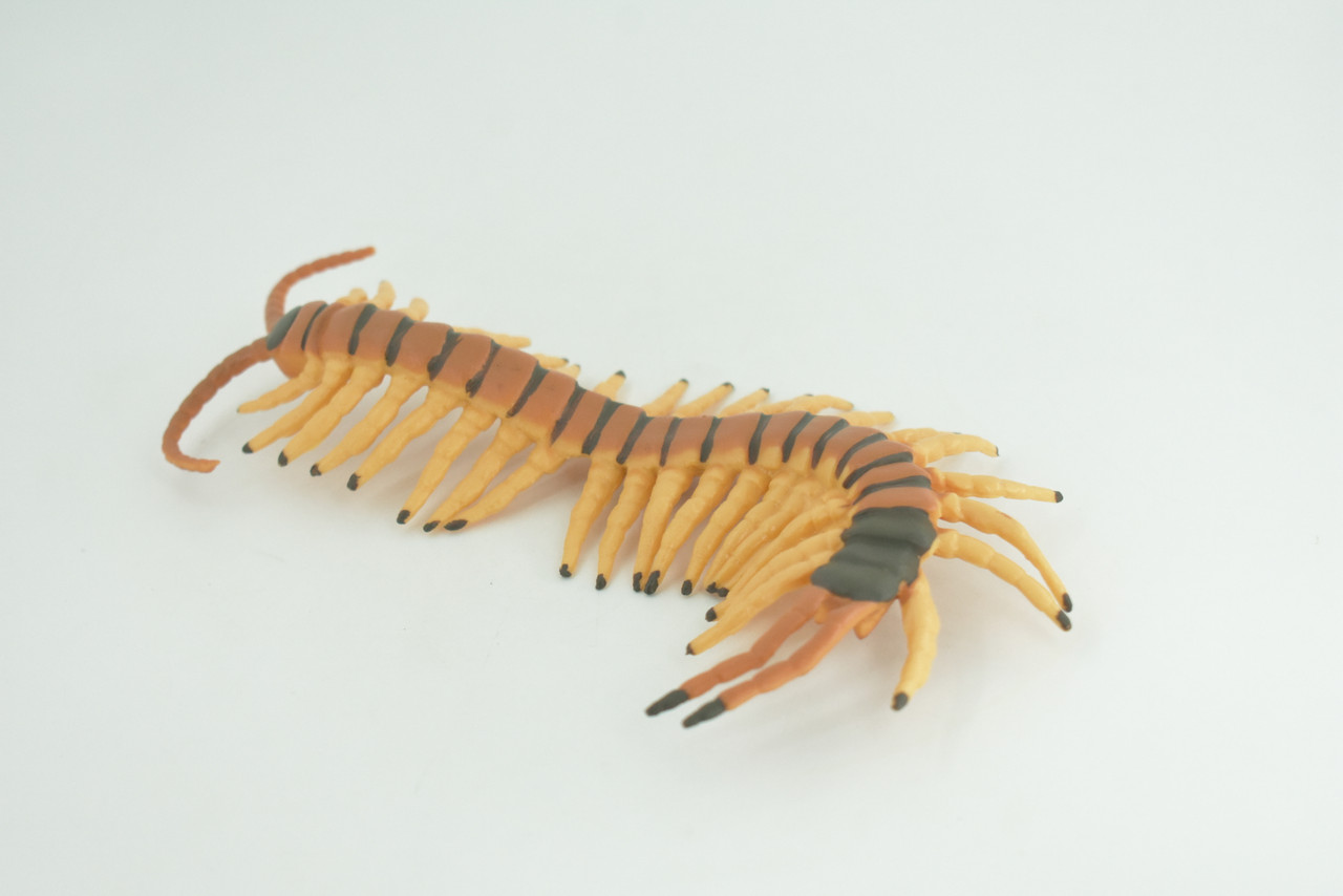 Tiger Centipede, Arthropods, Hand Painted, Museum Quality, Hard Rubber, Realistic Insect, Diorama Model, Toy, Kids, Educational, Gift,  6 Inches Long.    CH1026 BB217