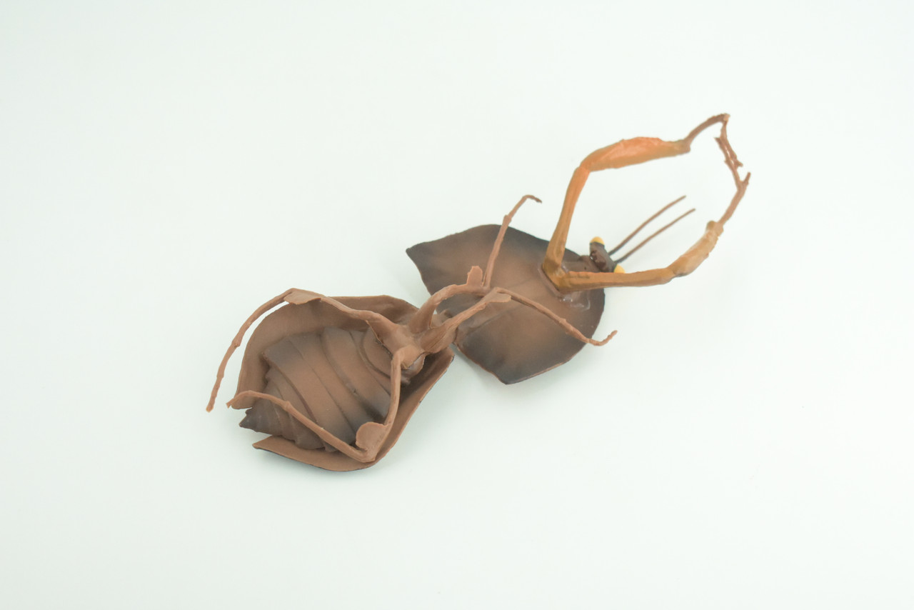 Giant dead leaf mantis, Deroplatys desiccata, Praying Mantis, Museum Quality, Educational, Hand Painted, Realistic Rubber Insect, Toy, Kids, Gift,    6 1/2 Inches.   CH1028 BB218