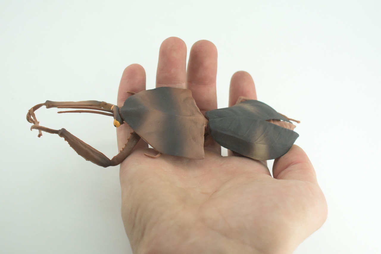 Giant dead leaf mantis, Deroplatys desiccata, Praying Mantis, Museum Quality, Educational, Hand Painted, Realistic Rubber Insect, Toy, Kids, Gift, 6 1/2 Inches. CH1028 BB218 