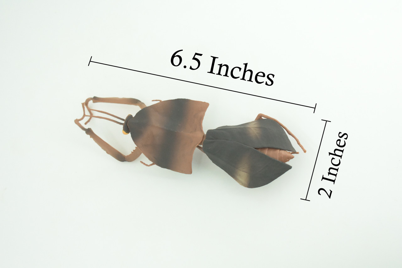 Giant dead leaf mantis, Deroplatys desiccata, Praying Mantis, Museum Quality, Educational, Hand Painted, Realistic Rubber Insect, Toy, Kids, Gift, 6 1/2 Inches. CH1028 BB218 