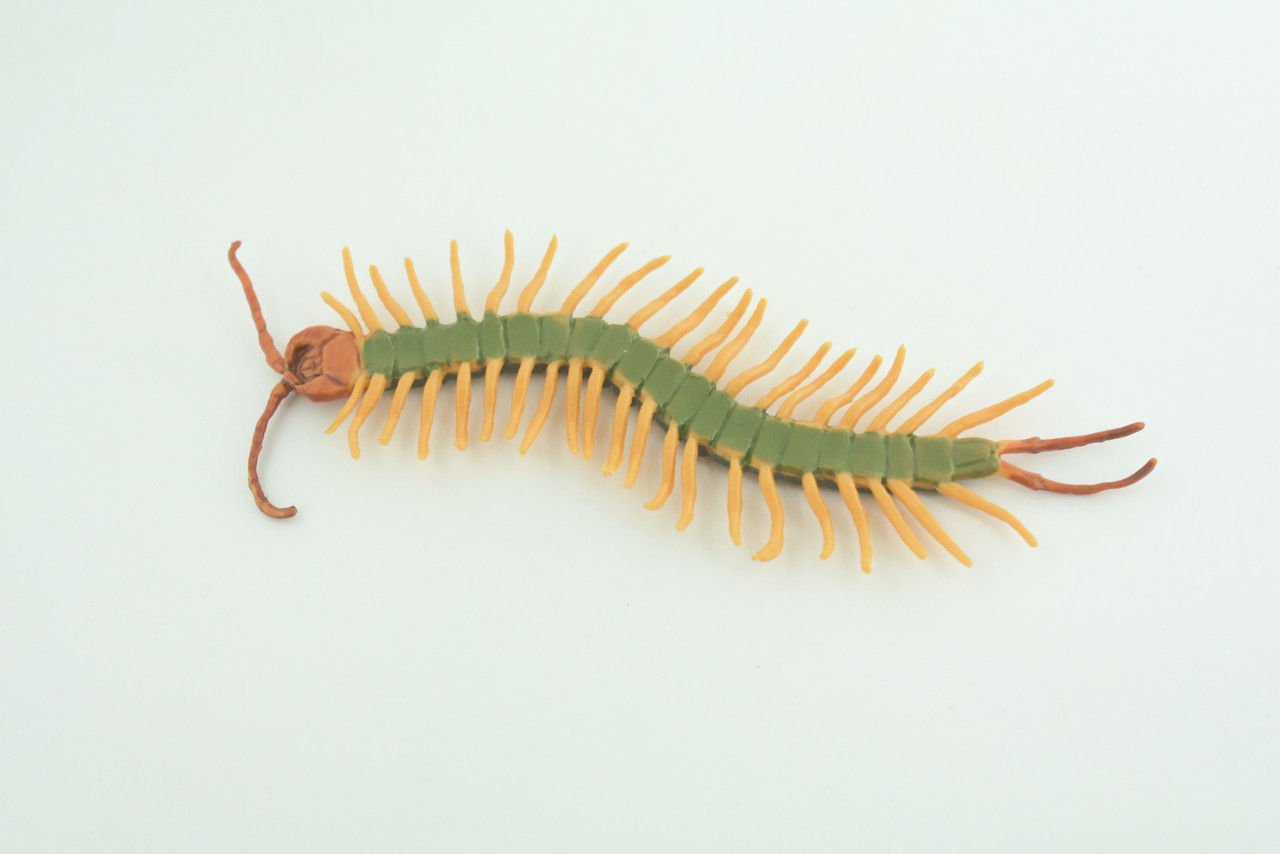 Centipede, Arthropods, Florida, Hand Painted, Museum Quality, Hard Rubber, Realistic Insect, Diorama Model, Toy, Kids, Educational, Gift,  4 1/2 Inches Long.    CH1029 BB218