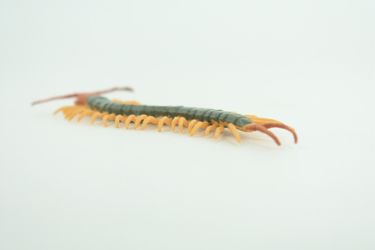 Centipede, Arthropods, Florida, Hand Painted, Museum Quality, Hard Rubber, Realistic Insect, Diorama Model, Toy, Kids, Educational, Gift,  4 1/2 Inches Long.    CH1029 BB218