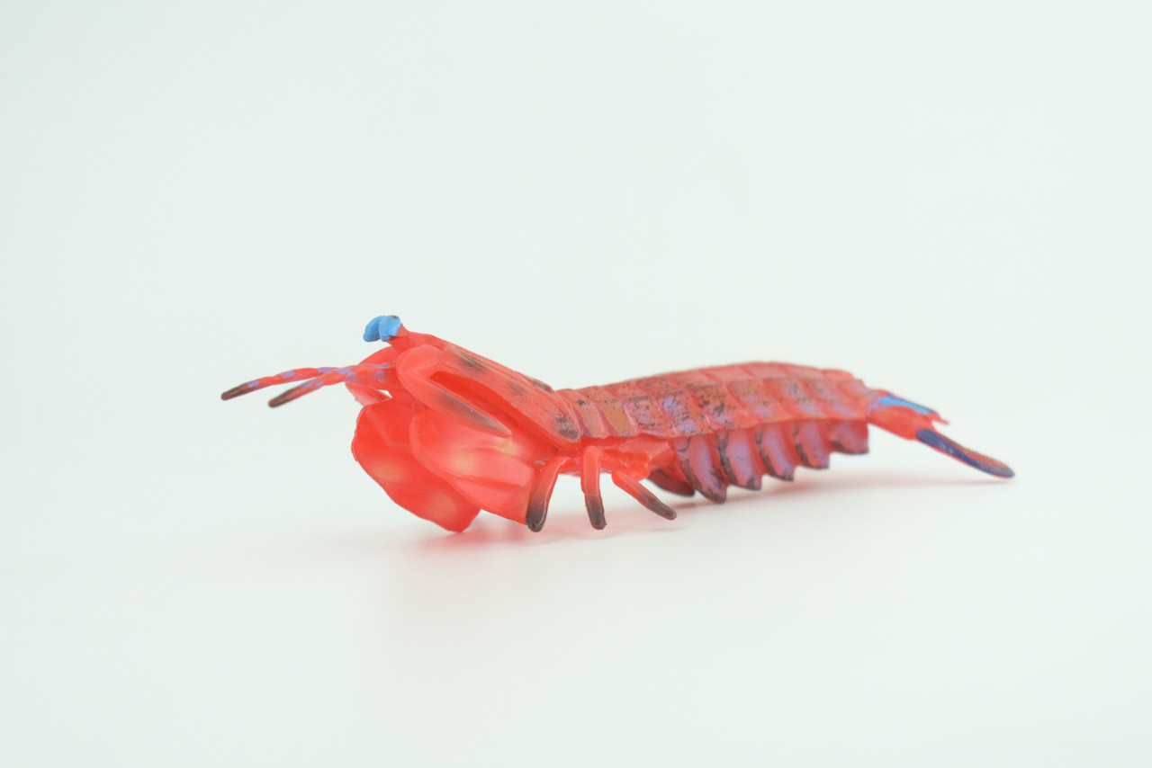 Mantis Shrimp, Marine Crustaceans, Museum Quality, Hand Painted, Rubber, Realistic Toy Figure, Diorama Model, Replica, Kids, Educational, Gift,    5 Inches.     CH1050 BB218