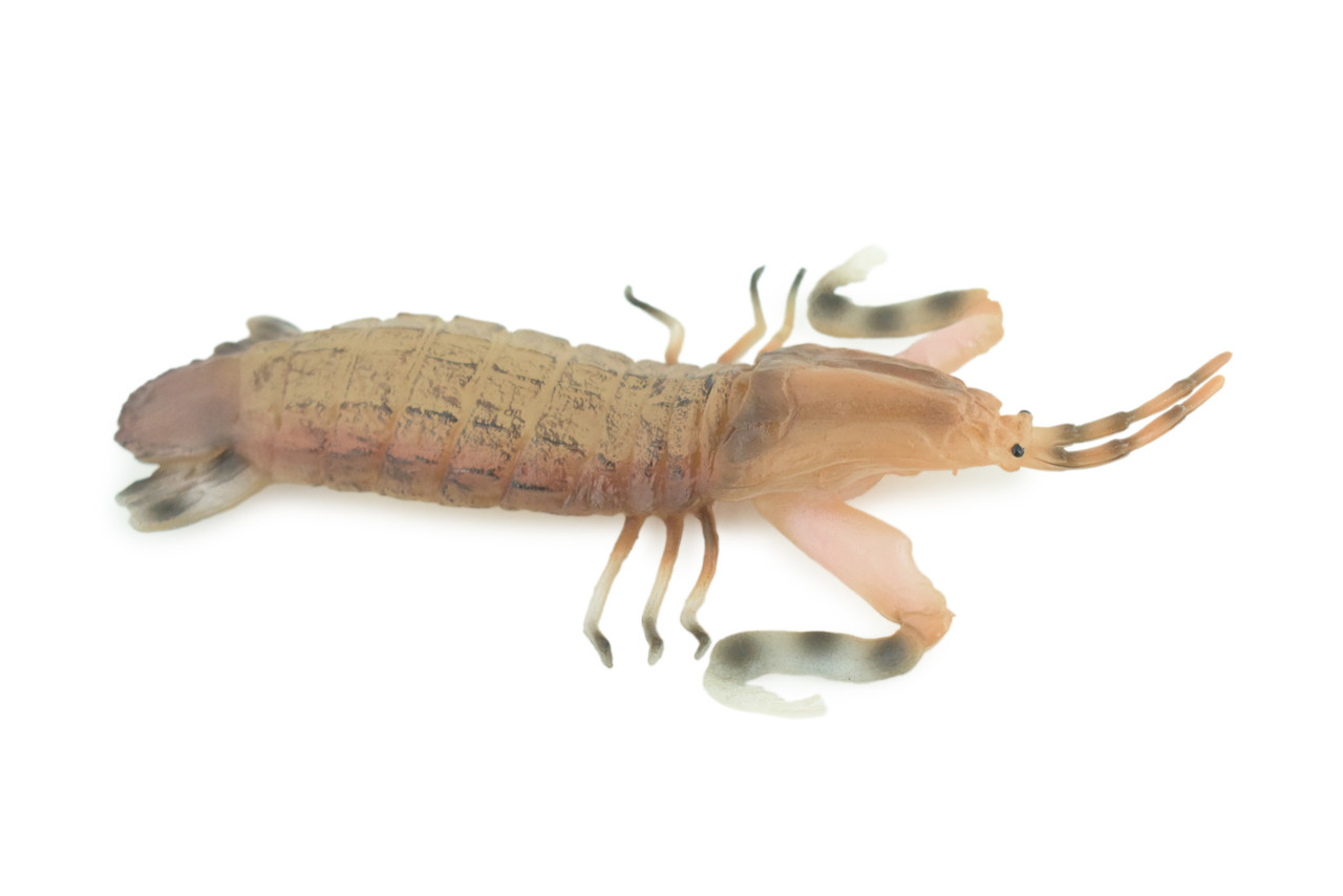 Mantis Shrimp, Marine Crustaceans, Museum Quality, Hand Painted, Rubber, Realistic Toy Figure, Diorama Model, Replica, Kids, Educational, Gift, 6 Inches. CH1051 BB221