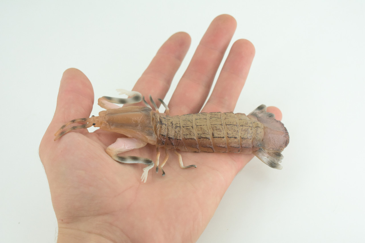 Mantis Shrimp, Marine Crustaceans, Museum Quality, Hand Painted, Rubber, Realistic Toy Figure, Diorama Model, Replica, Kids, Educational, Gift, 6 Inches. CH1051 BB221