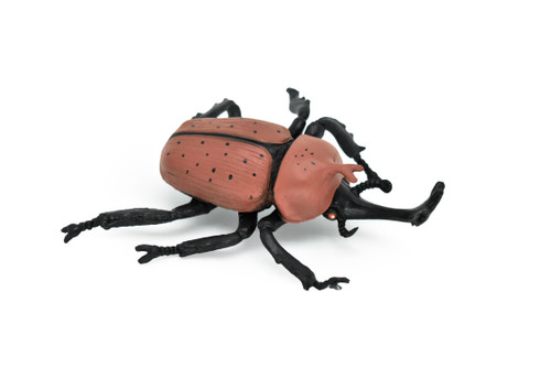 rhino beetle