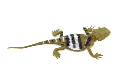 Lizard, Desert Short-Horned Lizard, Horned Toad, Museum Quality