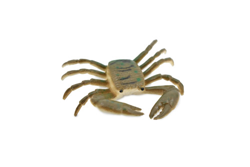 Crab, Striped Shore Crab, Rubber, Crustaceans, Educational, Realistic, Hand Painted, Figure, Lifelike Figurine, Replica, Gift,    2 1/4"    F934 B157