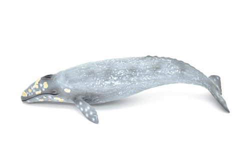 Gray Whale, Realistic Toy Model Plastic Replica Animal, Kids Educational Gift    11"    M032-B635