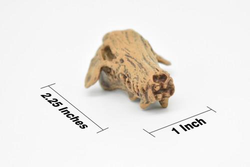 Daeodon, Terrible Pig Fossil Skull,  Very Nice Plastic Replica  2 1/4 inches long  F3520 B204