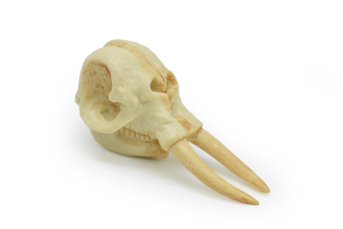 Elephant Skull, Very Nice Plastic Reproduction  2 1/2  inches long    F4120 B193