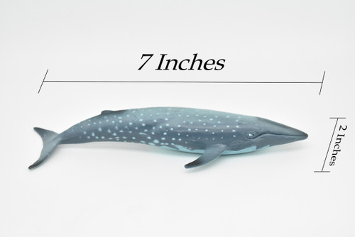 Blue Whale, Balaenoptera musculus, Museum Quality, Realistic Plastic Animal Design, Hand Painted, Educational, Lifelike, Diorama Model, Toy, Kids, Gift,  7 Inches.   