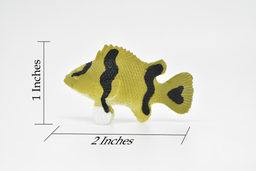 Sea Bass, Grouper, Serranidae, Plastic Fish Design, Hand Painted, Realistic, Saltwater, Educational Model, Lifelike, Diorama Model, Toy,  2 Inches. 