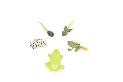 Frog Life Cycle, Amphibian Metamorphosis, 5 Stages, Realistic Rubber Model, Bug, Insect, Educational, Hand Painted, Figure, Lifelike, Replica, 2 1/2 Inches. 