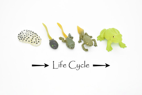 Frog Life Cycle, Amphibian Metamorphosis, 5 Stages, Realistic Rubber Model, Bug, Insect, Educational, Hand Painted, Figure, Lifelike, Replica, 2 1/2 Inches. 