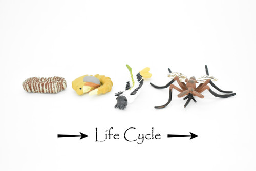 Mosquito Life Cycle, 4 Stages, Very Nice Rubber Design, Educational, Hand Painted, Rubber Insect, Figure, Diorama Model, Realistic, Kids, Toys, 2 1/2 Inches.