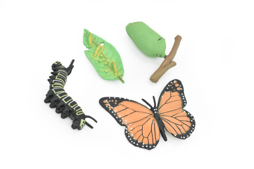 Monarch Butterfly Life Cycle, 4 Stages, Educational, Museum Quality, Hand Painted, Rubber Insect, Figure, Diorama Model, Realistic, Kids, Toys,  3  Inches.