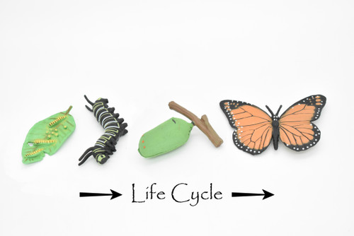 Monarch Butterfly Life Cycle, 4 Stages, Educational, Museum Quality, Hand Painted, Rubber Insect, Figure, Diorama Model, Realistic, Kids, Toys,  3  Inches.
