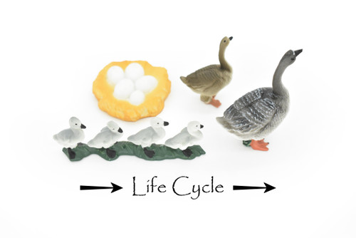 Geese, Geese Life Cycle, 4 Stages, Museum Quality, Educational, Hand Painted, Rubber Bird, Realistic Toy Figure, Diorama Model, Kids, 2 1/2 Inches.