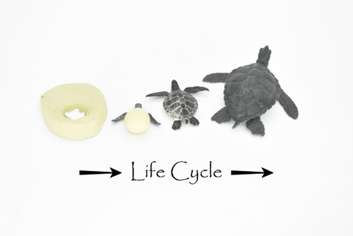 Sea Turtle, Learn the Sea Turtle Life Cycle, Very Nice Plastic Figure, Model, Realistic Replica, Educational, Figurine, Animal, Life Like, 4 Stages,   4"   CH06 B231