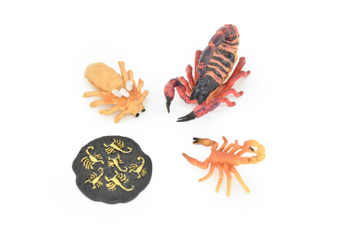 Scorpion Life Cycle, 4 Stages, Arachnids, Scorpiones, Museum Quality, Educational, Hand Painted, Rubber, Diorama Model, Realistic, Kids, Toys, 3 1/2 Inches.