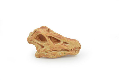 Diplodocus, Dinosaur Skull Fossil, Late Jurassic period megafauna, Very Realistic, Hard Rubber, Educational, Diorama Model, Prehistoric, Bones, Toy,  1.5 Inches  