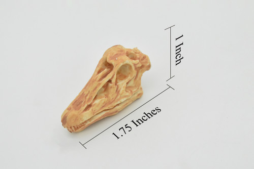 Diplodocus, Dinosaur Skull Fossil, Late Jurassic period megafauna, Very Realistic, Hard Rubber, Educational, Diorama Model, Prehistoric, Bones, Toy,  1.5 Inches  