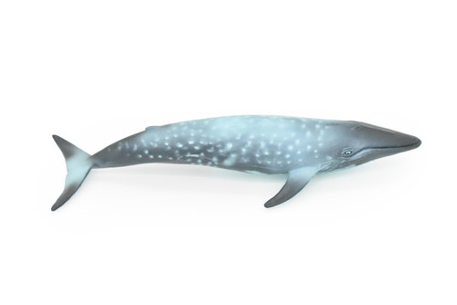 Blue Whale, Marine Mammal, Realistic Rubber Reproduction, Hand Painted Figurines    7"     CH155 B248