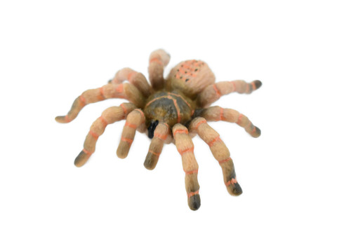 Wolf Spider, Rubber Insect, High Quality, Hand Painted, Educational, Realistic Toy Figure, Diorama Model, Replica, Kids, 3 Inches.  