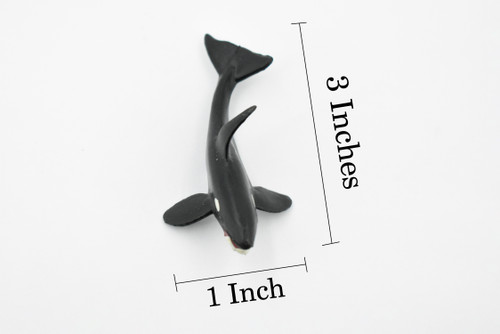 Orca, Killer Whale, Orcinus orca, Marine Mammal, Hand Painted, Rubber, Educational Design, Figure, Diorama Model, Toy, Kids,  3 Inches.  