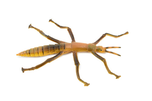 Stick Insect, Phasmatodea, Rubber Insect, High Quality, Hand Painted, Educational, Realistic Toy Figure, Diorama Model, Replica, Kids,  4 1/2 Inches. 