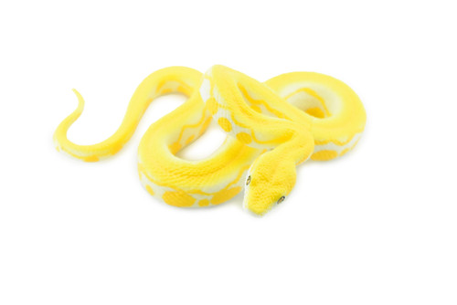 Snake, Burmese Python, Yellow, Rubber Reptile, Museum Quality, Hand Painted, Realistic Toy Figure, Model, Replica, Kids, Educational, Gift,       6"     CH189 BB116