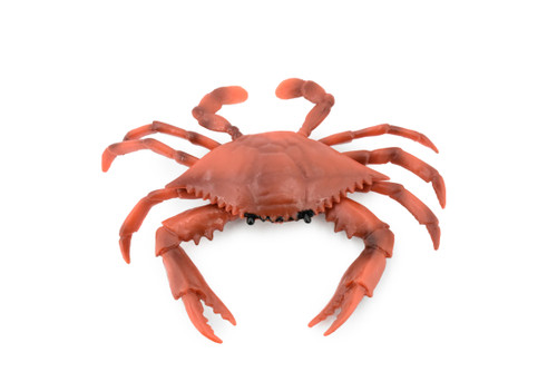 Crab, Red Rock Crab, Museum Quality, Hand Painted, Rubber Crustaceans, Realistic Toy Figure, Model, Replica, Kids, Educational, Gift,        7"      CH212 BB118