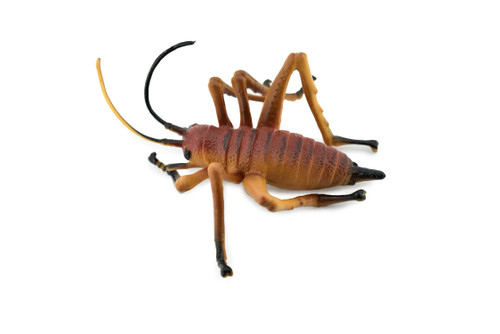 Cricket, Gryllidae, Museum Quality, Rubber Insect, Hand Painted, Realistic Toy Figure, Diorama Model, Kids, Educational,  3 1/2 Inches. 