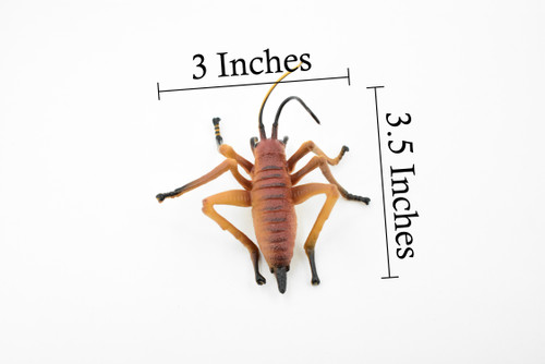 Cricket, Gryllidae, Museum Quality, Rubber Insect, Hand Painted, Realistic Toy Figure, Diorama Model, Kids, Educational,  3 1/2 Inches. 