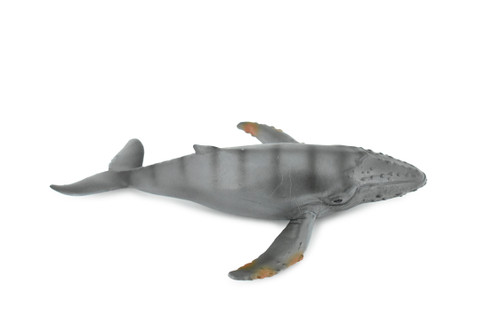 Gray Whale, Grey Back, Marine Mammal, Museum Quality, Hand Painted, Educational, Rubber Animal, Realistic, Diorama Model, Kids, 7 1/2 Inches. 