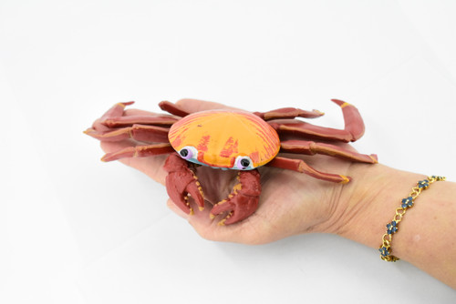 Crab, Sally Lightfoot Crab, Museum Quality, Hand Painted, Rubber Crustacean, Realistic Toy Figure, Model, Replica, Kids, Educational, Gift,     7"     CH290 BB127  