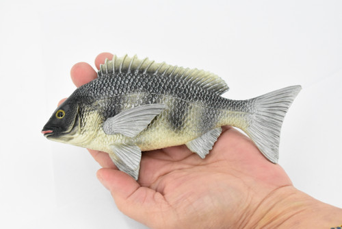 Fish, Tilapia, Nile Perch, Museum Quality, Hand Painted, Rubber Fish, Realistic Toy Figure, Model, Replica, Kids, Educational, Gift,    7"     CH311 BB130