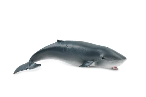 Sperm Whale Baby, Cetacean, Marine Mammal, Museum Quality, Hand Painted, Rubber Animal, Realistic Toy Figure, Model, Educational,  5 Inches.  